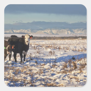 Pegatina Cuadrada Calgary, Alberta, Canadá