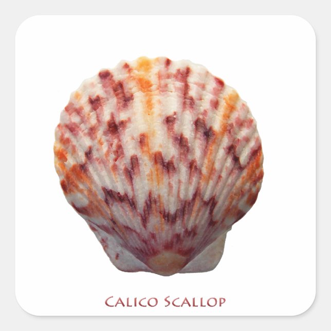 Pegatina Cuadrada Calico Scallop Shell (Anverso)