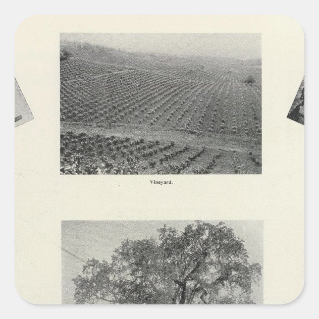 Pegatina Cuadrada California 4 (Anverso)