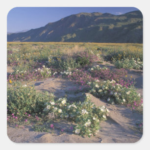 Pegatina Cuadrada California, Parque Estatal Desierto Anza-Borrego,