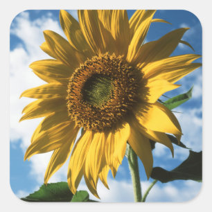Pegatina Cuadrada California, Un Girasol Gigante (Helianthus) 2