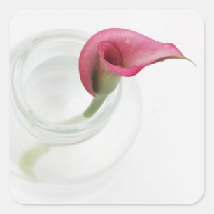 Pegatina Cuadrada Calla