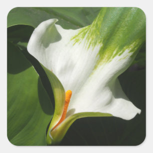 Pegatina Cuadrada Calla Lily, Zantedeschia