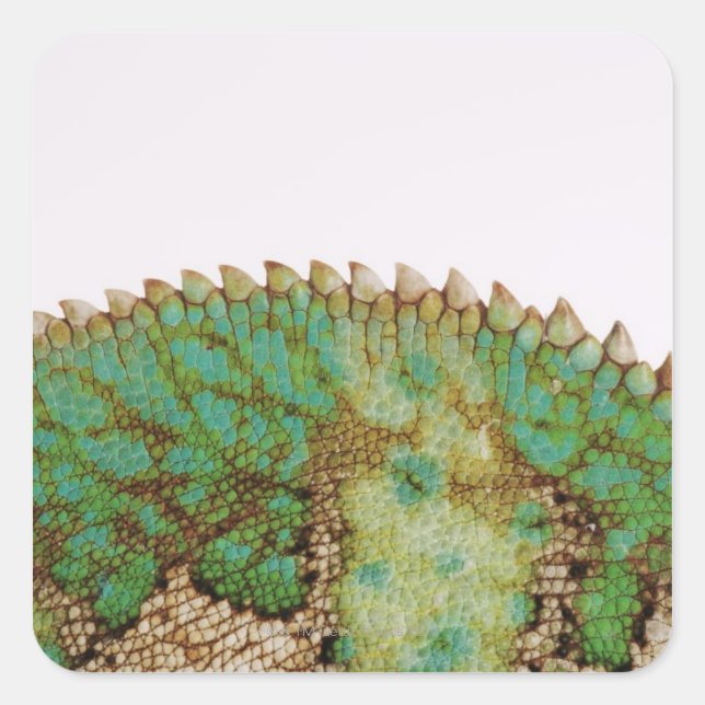 Pegatina Cuadrada Cambio de la piel de Chameleon (Anverso)