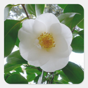 Pegatina Cuadrada Camelia blanca