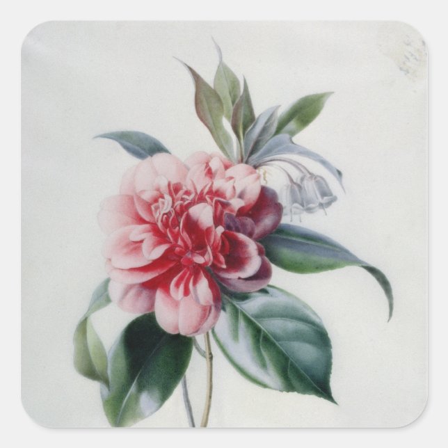 Pegatina Cuadrada Camellia (Anverso)