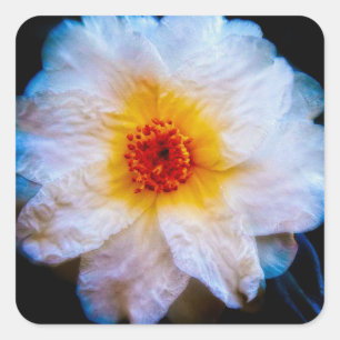Pegatina Cuadrada Camellia Impresionista Blanco