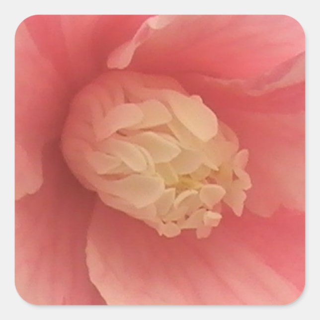 Pegatina Cuadrada Camellia rosa (Anverso)
