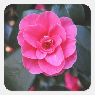 Pegatina Cuadrada Camellia rosa