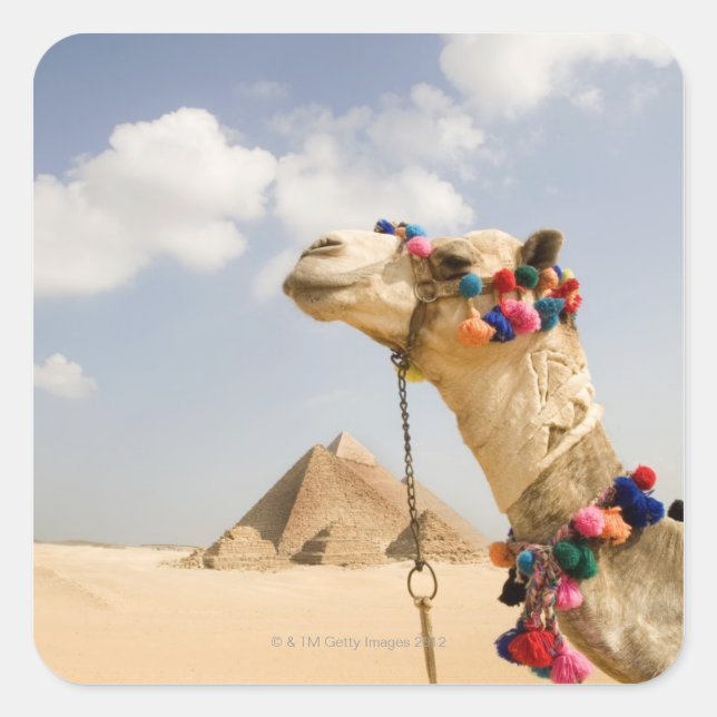 Pegatina Cuadrada Camello con las pirámides Giza, Egipto (Anverso)