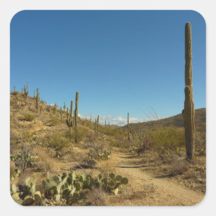 Pegatina Cuadrada Camino carillo de Saguaro en el Parque Nacional de