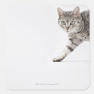 Pegatina Cuadrada Camino de gato