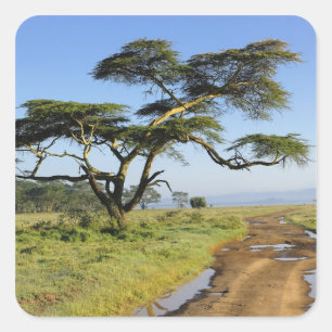 Pegatina Cuadrada Camino de tierra primitivo y árbol de acacia, Lago