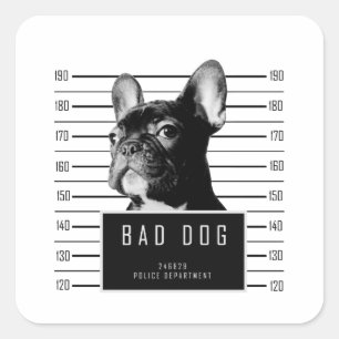 Pegatina Cuadrada Camisa del Mugshot del bulldog francés