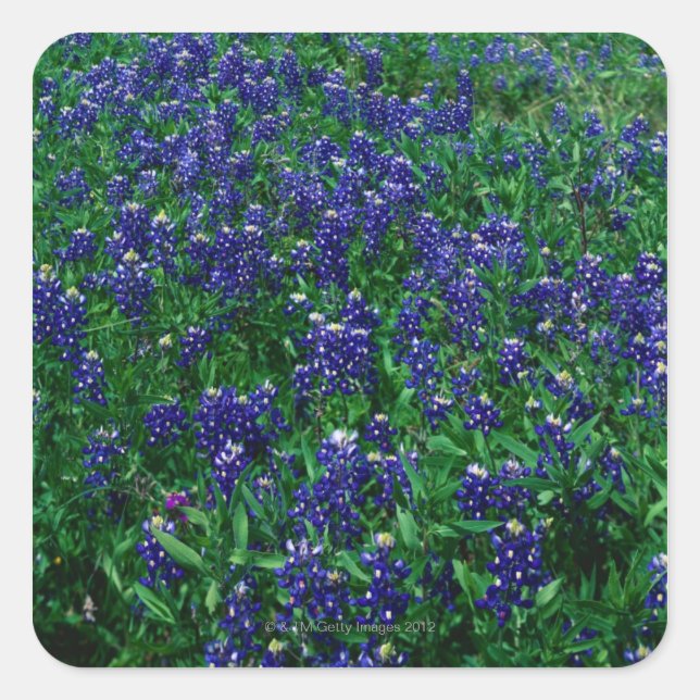 Pegatina Cuadrada Campo de Bluebonnets de Texas (Anverso)