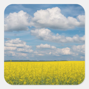 Pegatina Cuadrada Campo de Canola & Nubes