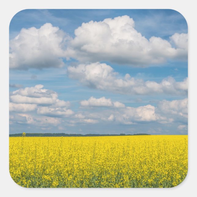 Pegatina Cuadrada Campo de Canola & Nubes (Anverso)