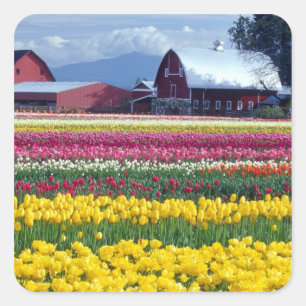 Pegatina Cuadrada Campo de exhibición de tulipanes