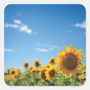 Pegatina Cuadrada Campo de girasol
