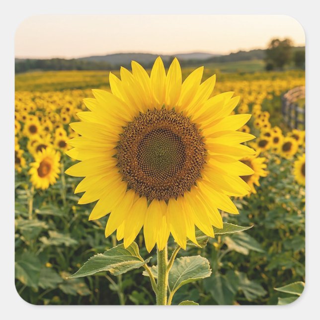 Pegatina Cuadrada Campo de Girasoles (Anverso)