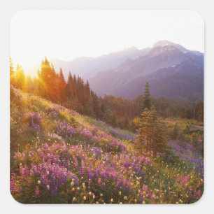 Pegatina Cuadrada Campo de las montañas lúpino y olímpica en