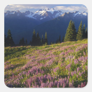 Pegatina Cuadrada Campo de lupino, monte Olympus y nubes en
