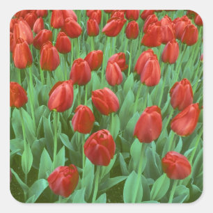 Pegatina Cuadrada Campo de tulipanes florece en primavera.