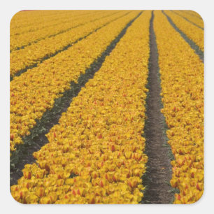 Pegatina Cuadrada Campo de tulipanes, Países Bajos