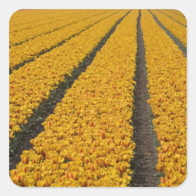 Pegatina Cuadrada Campo de tulipanes, Países Bajos (Anverso)