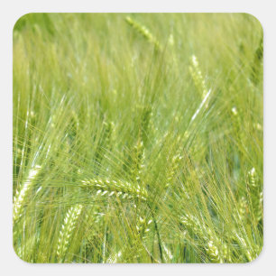 Pegatina Cuadrada Campo joven de trigo verde sin texto