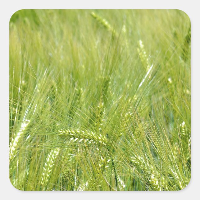 Pegatina Cuadrada Campo joven de trigo verde sin texto (Anverso)