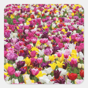 Pegatina Cuadrada campo lleno de tulipanes