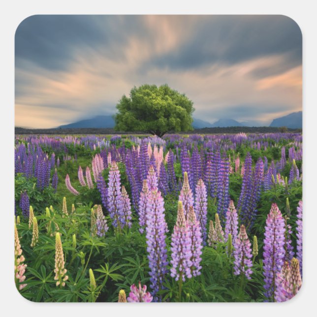 Pegatina Cuadrada Campo Lupin en Nueva Zelanda (Anverso)