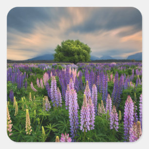 Pegatina Cuadrada Campo Lupin en Nueva Zelanda