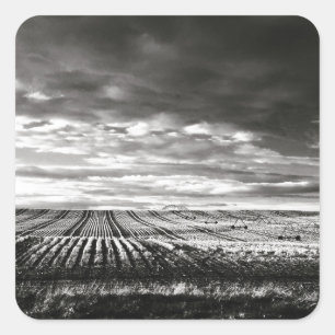 Pegatina Cuadrada campos de cultivo