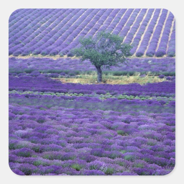 Pegatina Cuadrada Campos de lavanda, Vence, Provenza, Francia (Anverso)