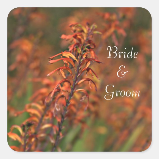 Pegatina Cuadrada Campos de Naranja Agave Bride y Groom (Anverso)