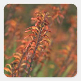 Pegatina Cuadrada Campos del Naranja Agave