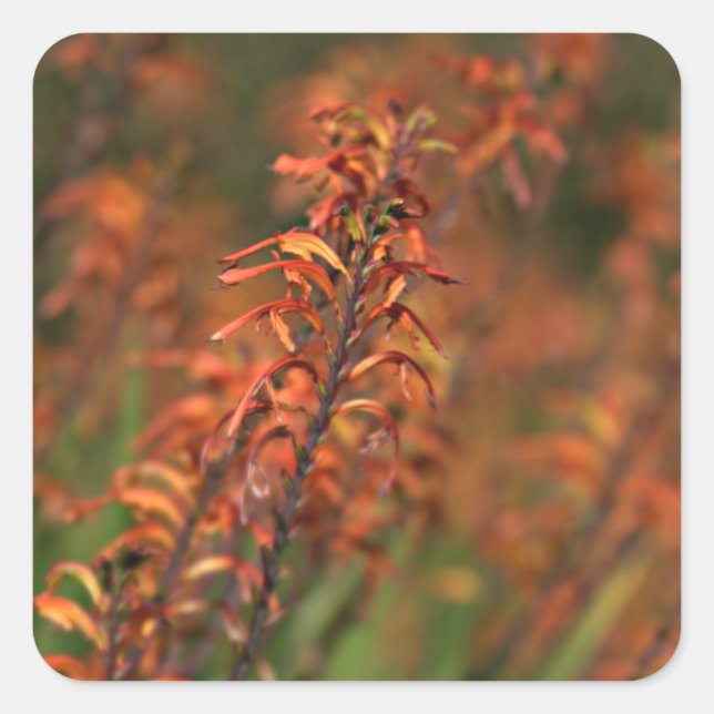Pegatina Cuadrada Campos del Naranja Agave (Anverso)