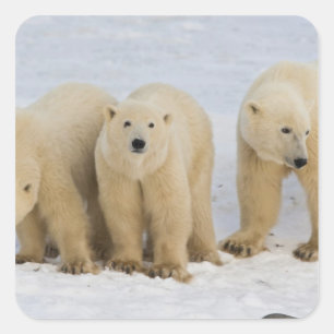 Pegatina Cuadrada Canadá, Bahía de Hudson. Osa polar con dos