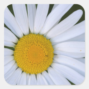 Pegatina Cuadrada Canadá, Columbia Británica, isla de Vancouver 8