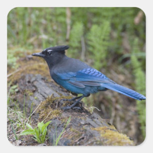Pegatina Cuadrada Canadá: Columbia Británica, Yoho NP, arrendajo est