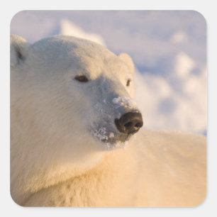 Pegatina Cuadrada Canadá, Manitoba, Bahía de Hudson   Oso polar