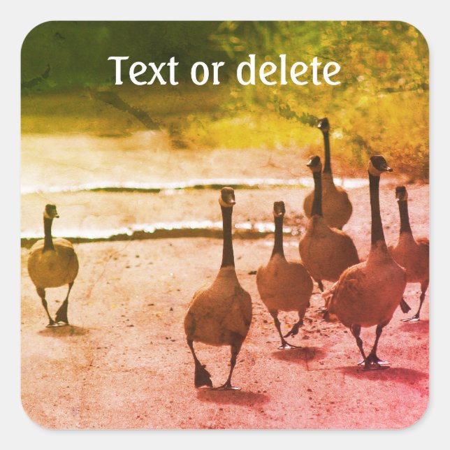 Pegatina Cuadrada Canadá: Naturaleza de la familia de los gansos per (Anverso)