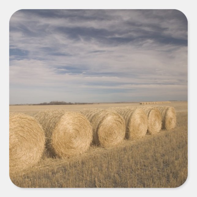 Pegatina Cuadrada Canadá, Saskatchewan, Craik: Rollos de heno / Otoñ (Anverso)