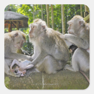 Pegatina Cuadrada Cangrejo-comiendo el Macaque, fasciularis del