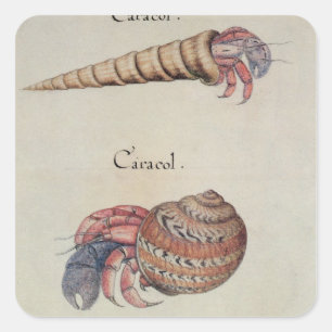 Pegatina Cuadrada Cangrejo de ermitaño