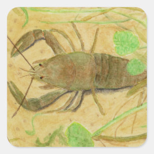 Pegatina Cuadrada Cangrejo de río