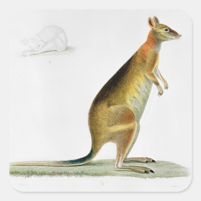 Pegatina Cuadrada Canguro, grabado por Coutant (Anverso)