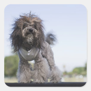 Pegatina Cuadrada caniche de juguete con camiseta